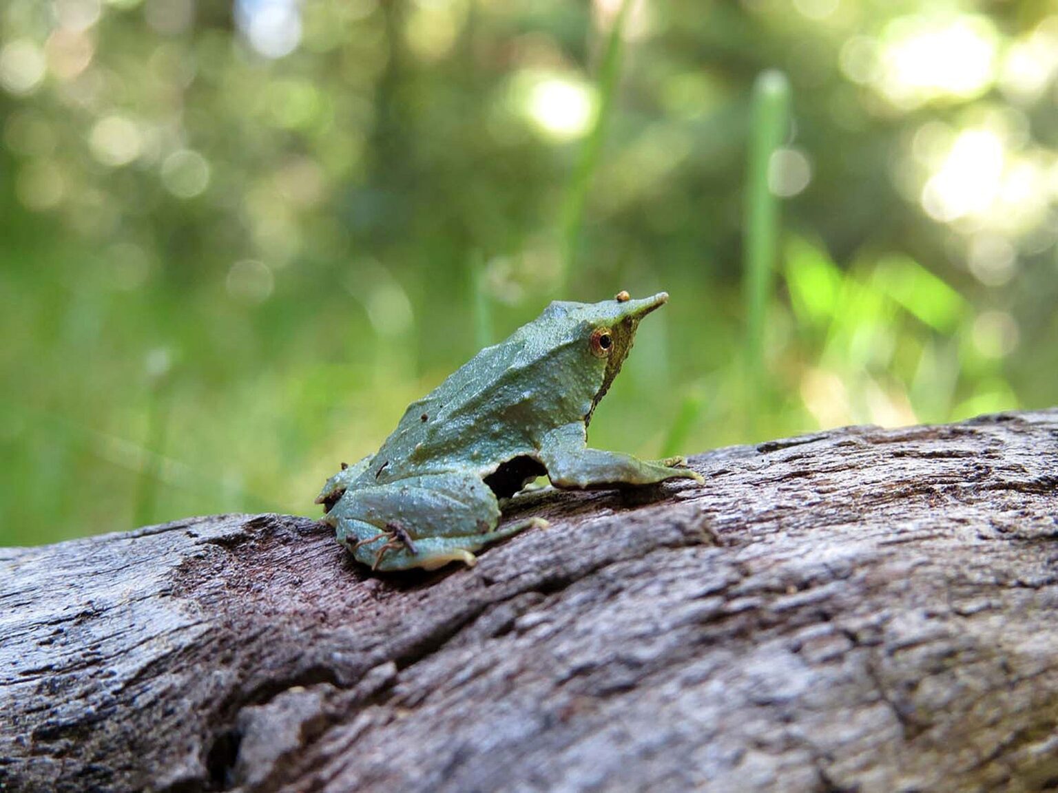 Marcha atrás por la ranita de Darwin en Chile: Kast retiró 43 decretos de medio ambiente, pero tuvo que restituir uno que protege a un animal típico | FM Avenida