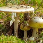 Muertes por setas venenosas: por qué la “death cap” es una de las más peligrosas del mundo | FM Avenida