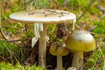 Muertes por setas venenosas: por qué la “death cap” es una de las más peligrosas del mundo | FM Avenida