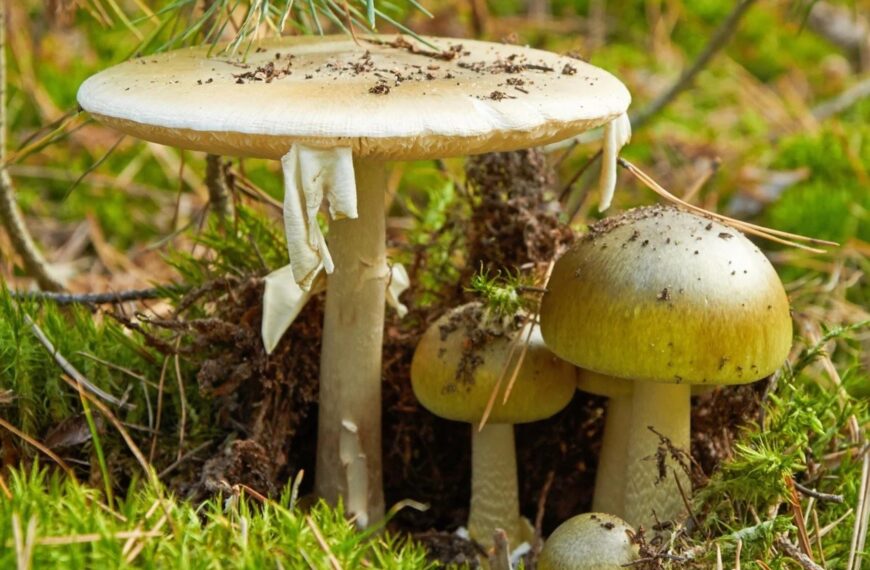 Muertes por setas venenosas: por qué la “death cap” es una de las más peligrosas del mundo | FM Avenida