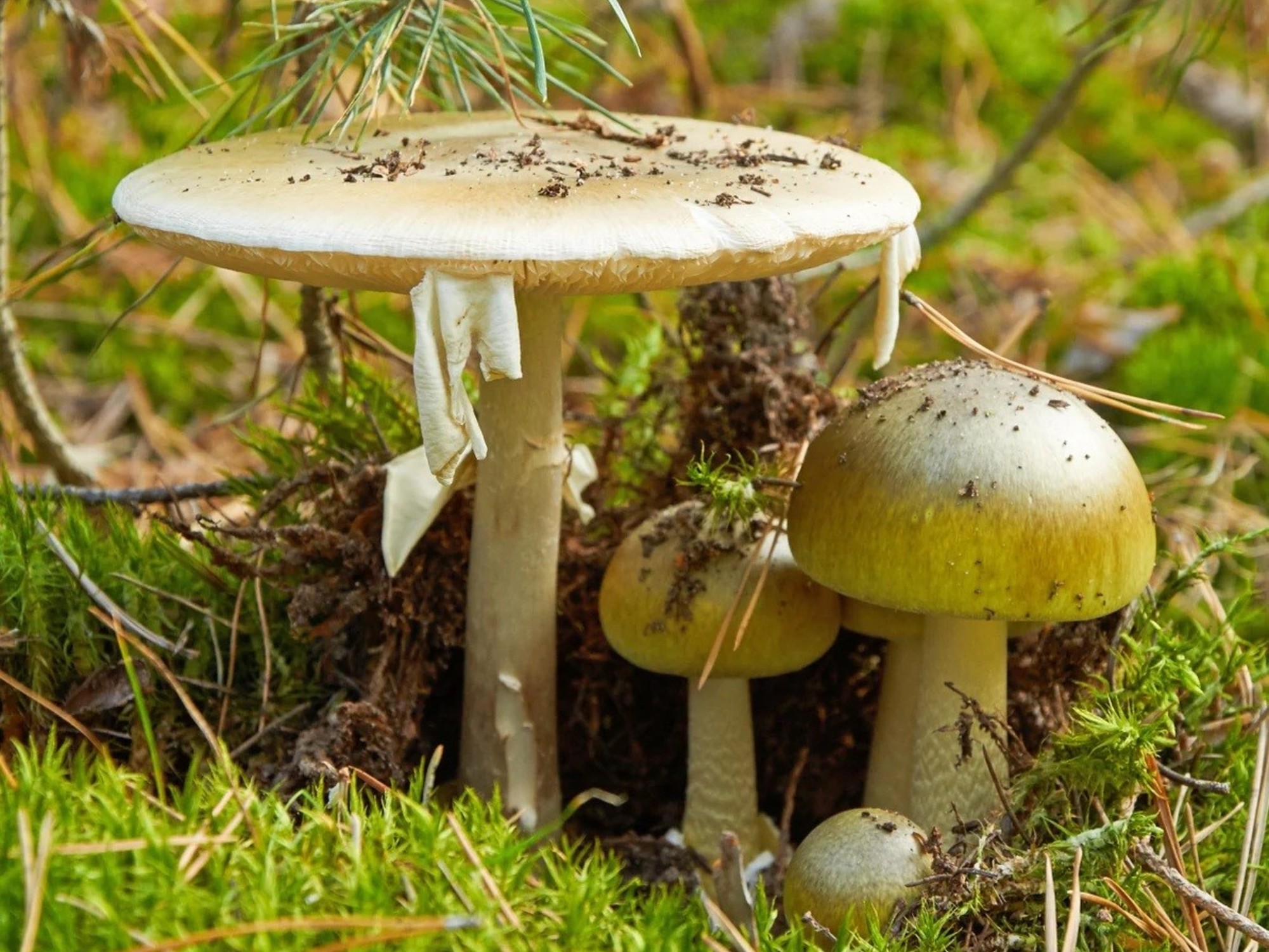 Muertes por setas venenosas: por qué la “death cap” es una de las más peligrosas del mundo | FM Avenida