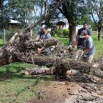 Normalizan el tránsito en la Ruta 191 tras la remoción de un árbol que obstruía la calzada | FM Avenida