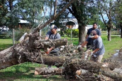 Normalizan el tránsito en la Ruta 191 tras la remoción de un árbol que obstruía la calzada | FM Avenida