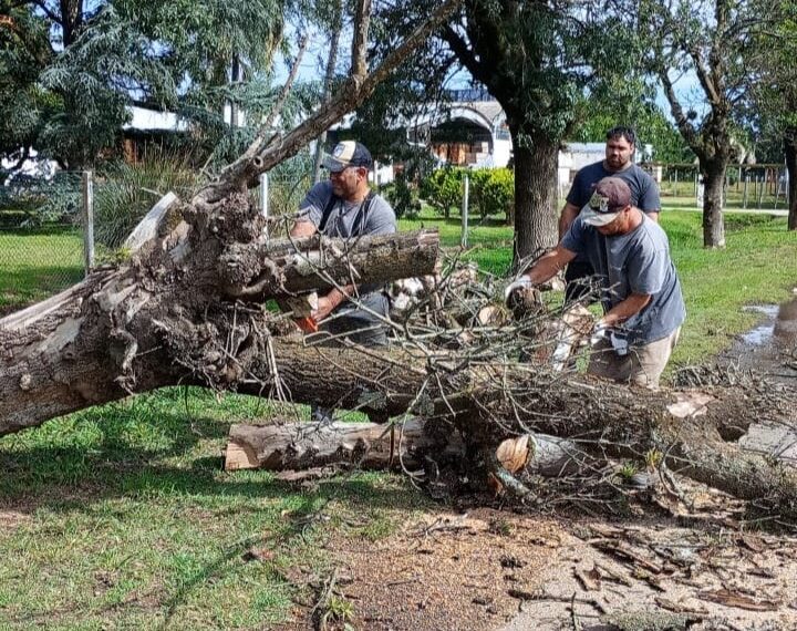 Normalizan el tránsito en la Ruta 191 tras la remoción de un árbol que obstruía la calzada | FM Avenida