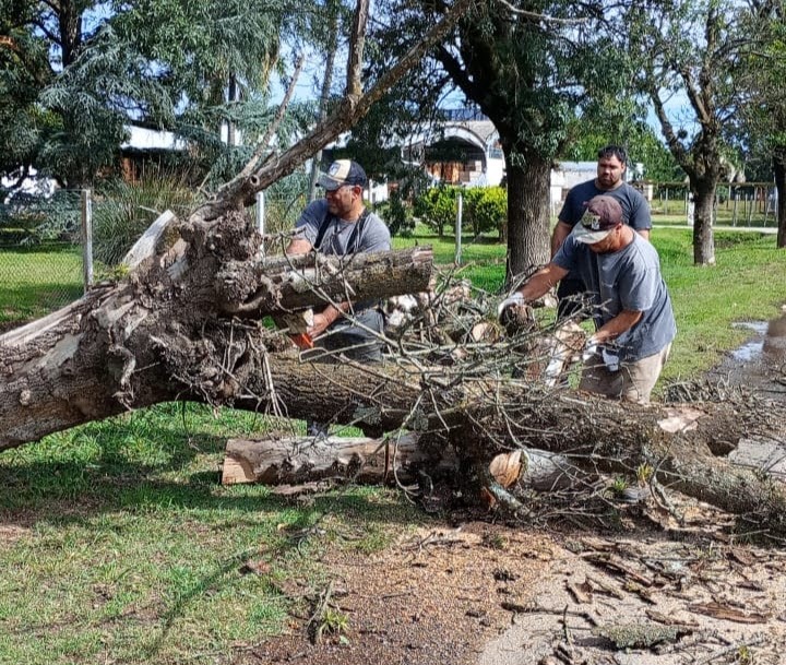 Normalizan el tránsito en la Ruta 191 tras la remoción de un árbol que obstruía la calzada | FM Avenida