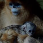 Por primera vez en la historia nació un mono dorado fuera de Asia | FM Avenida