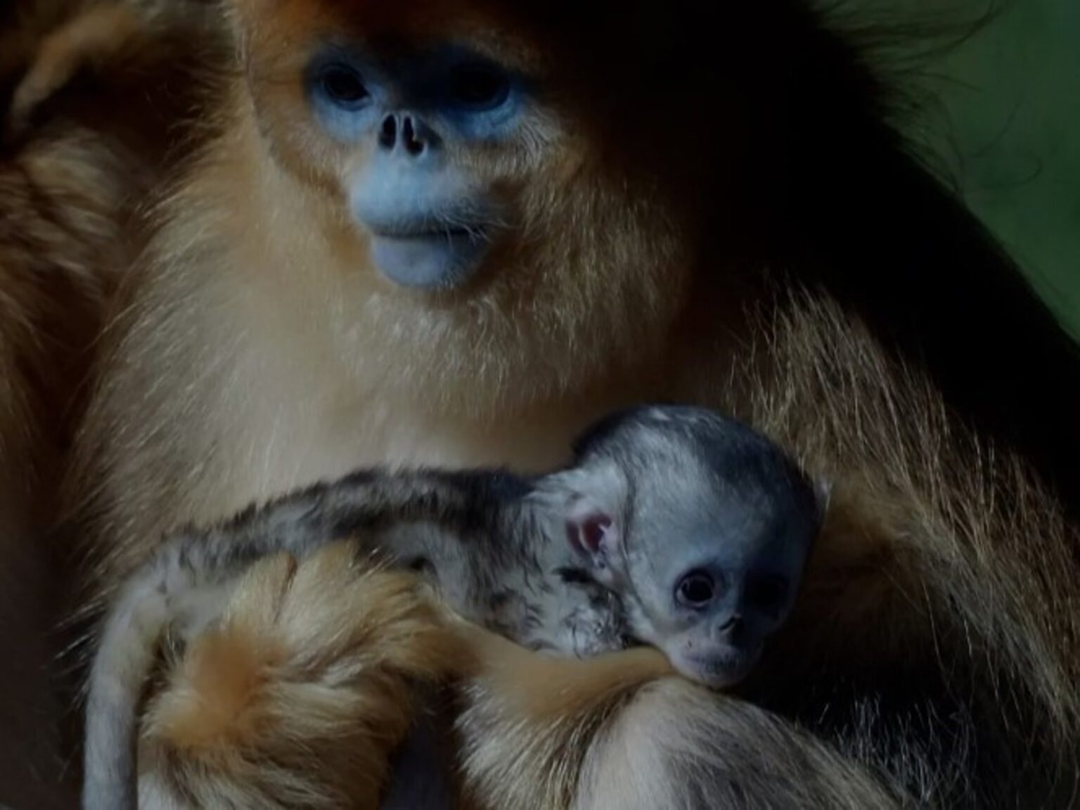 Por primera vez en la historia nació un mono dorado fuera de Asia | FM Avenida