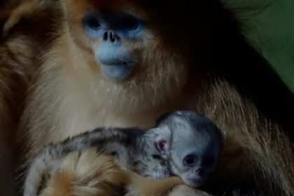 Por primera vez en la historia nació un mono dorado fuera de Asia | FM Avenida