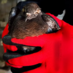 Rescatan más de 100 aves silvestres en un operativo en Moreno | FM Avenida