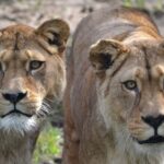 Sacrificaron a dos leonas de una especie extinta en estado salvaje: la explicación del zoológico tras la polémica que surgió en las redes | FM Avenida