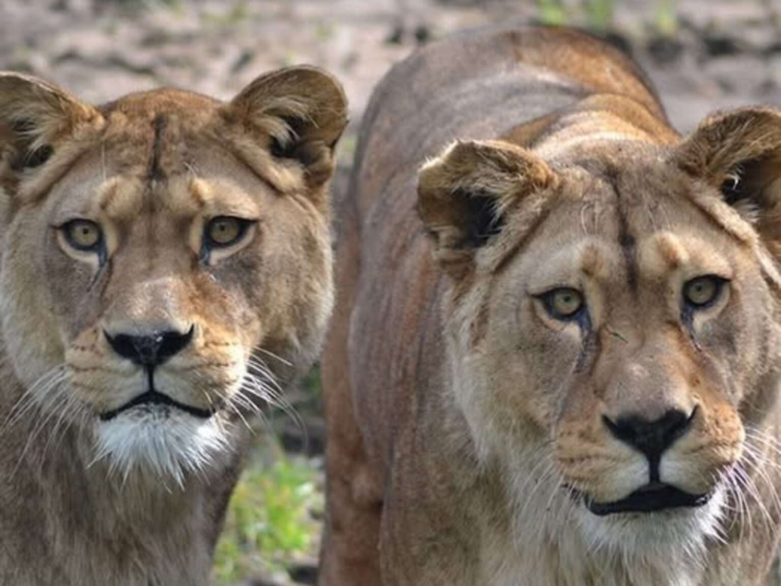 Sacrificaron a dos leonas de una especie extinta en estado salvaje: la explicación del zoológico tras la polémica que surgió en las redes | FM Avenida