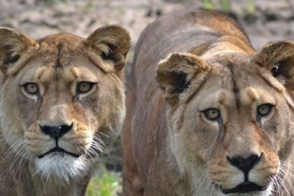 Sacrificaron a dos leonas de una especie extinta en estado salvaje: la explicación del zoológico tras la polémica que surgió en las redes | FM Avenida