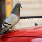 Si una paloma elige tu casa, este es el mensaje “positivo” que explica el Feng Shui | FM Avenida