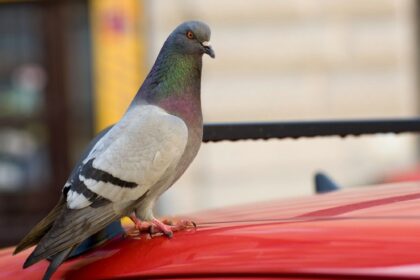 Si una paloma elige tu casa, este es el mensaje “positivo” que explica el Feng Shui | FM Avenida