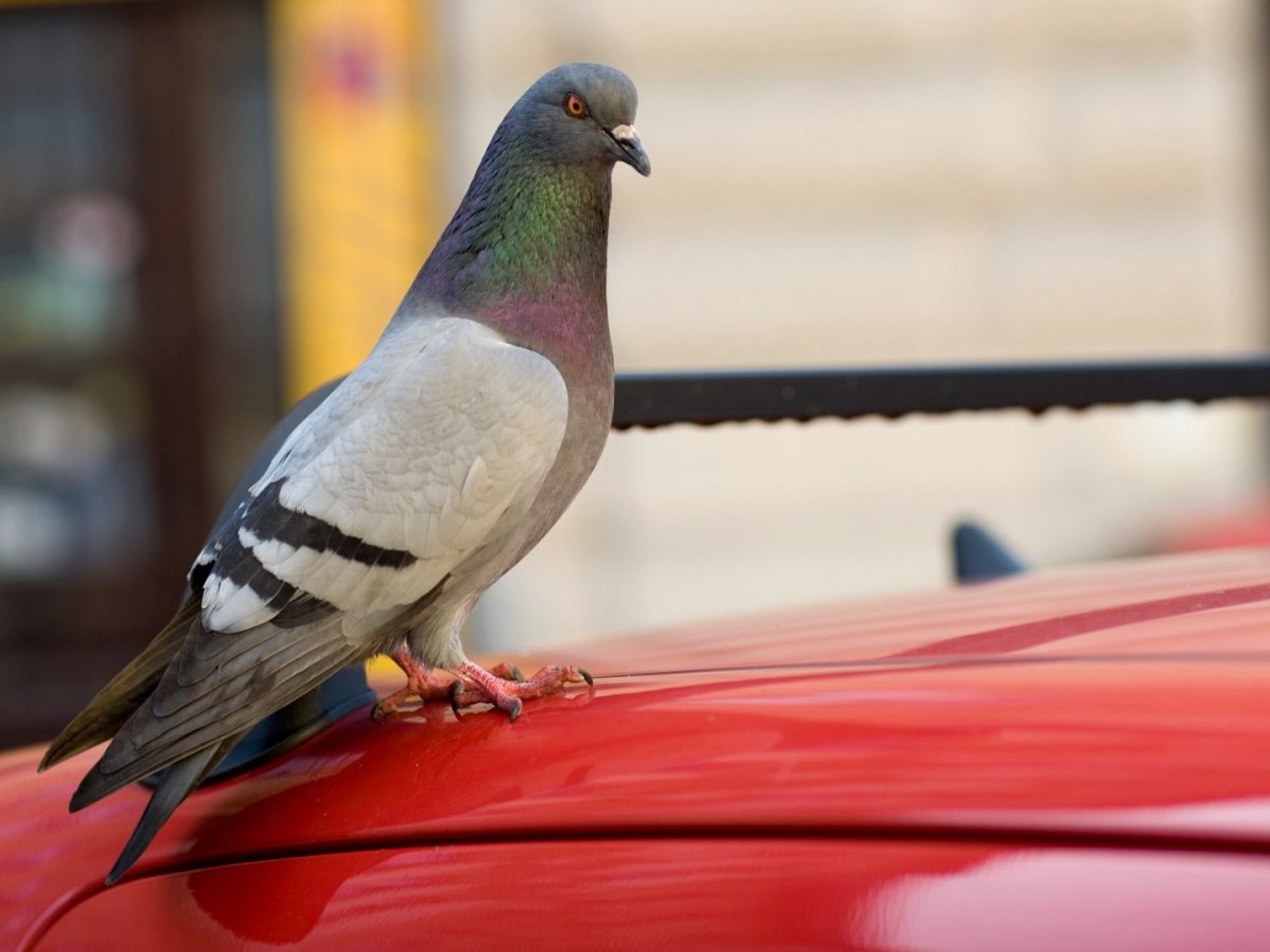 Si una paloma elige tu casa, este es el mensaje “positivo” que explica el Feng Shui | FM Avenida