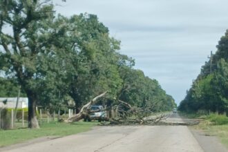 Temporal de lluvia: cayó un árbol en ruta 191 y hay tránsito asistido | FM Avenida