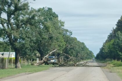 Temporal de lluvia: cayó un árbol en ruta 191 y hay tránsito asistido | FM Avenida