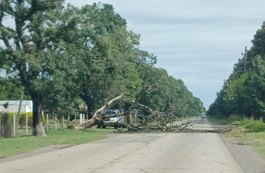 Temporal de lluvia: cayó un árbol en ruta 191 y hay tránsito asistido | FM Avenida