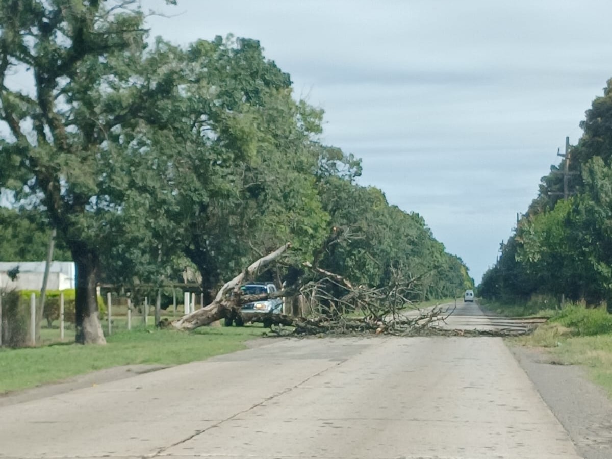 Temporal de lluvia: cayó un árbol en ruta 191 y hay tránsito asistido | FM Avenida