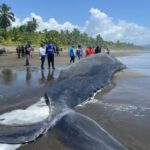 Tragedia en el mar: un cachalote varado en la playa murió tras quedar atrapado en redes de pesca | FM Avenida