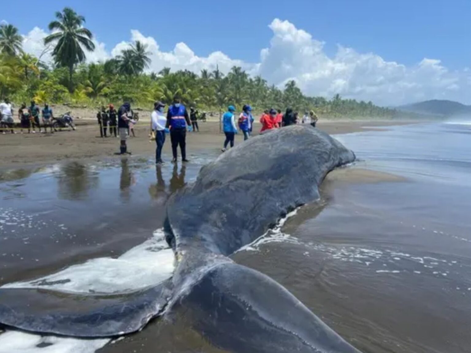 Tragedia en el mar: un cachalote varado en la playa murió tras quedar atrapado en redes de pesca | FM Avenida