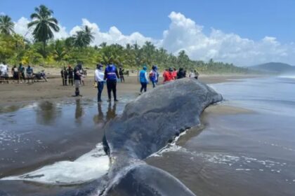 Tragedia en el mar: un cachalote varado en la playa murió tras quedar atrapado en redes de pesca | FM Avenida