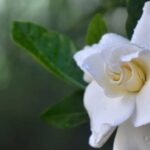 Tres jazmines | FM Avenida