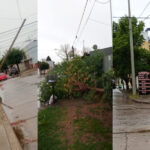 Un árbol, dos postes y ramas caídas, las consecuencias del temporal de viento de la madrugada | FM Avenida