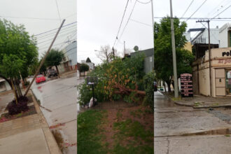 Un árbol, dos postes y ramas caídas, las consecuencias del temporal de viento de la madrugada | FM Avenida