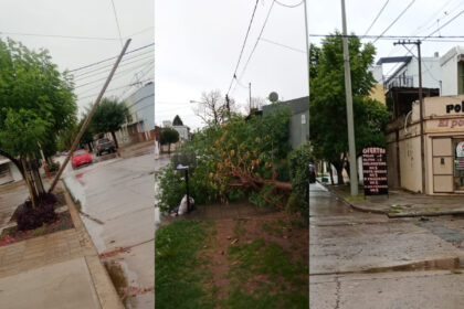 Un árbol, dos postes y ramas caídas, las consecuencias del temporal de viento de la madrugada | FM Avenida