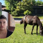 ¿Y dónde está el caballo?: denuncian que el Municipio donó un equino secuestrado sin notificar a sus dueños | FM Avenida
