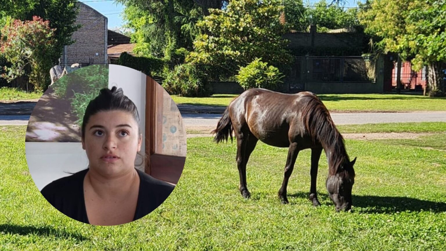 ¿Y dónde está el caballo?: denuncian que el Municipio donó un equino secuestrado sin notificar a sus dueños | FM Avenida