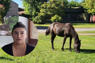 ¿Y dónde está el caballo?: denuncian que el Municipio donó un equino secuestrado sin notificar a sus dueños | FM Avenida