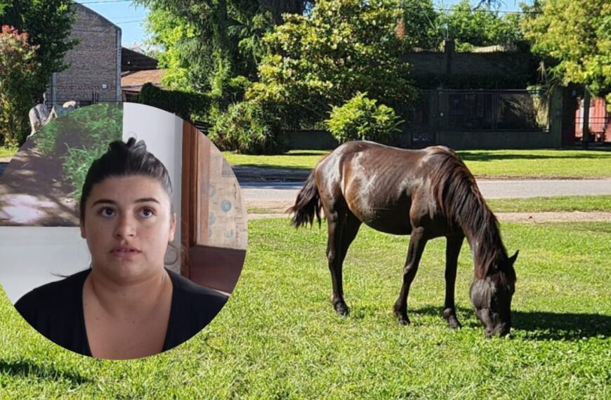 ¿Y dónde está el caballo?: denuncian que el Municipio donó un equino secuestrado sin notificar a sus dueños | FM Avenida