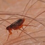 Alerta en California: el tifus transmitido por pulgas alcanza niveles récord y preocupa a las autoridades | FM Avenida