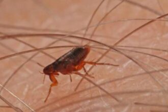 Alerta en California: el tifus transmitido por pulgas alcanza niveles récord y preocupa a las autoridades | FM Avenida