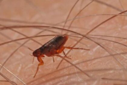 Alerta en California: el tifus transmitido por pulgas alcanza niveles récord y preocupa a las autoridades | FM Avenida