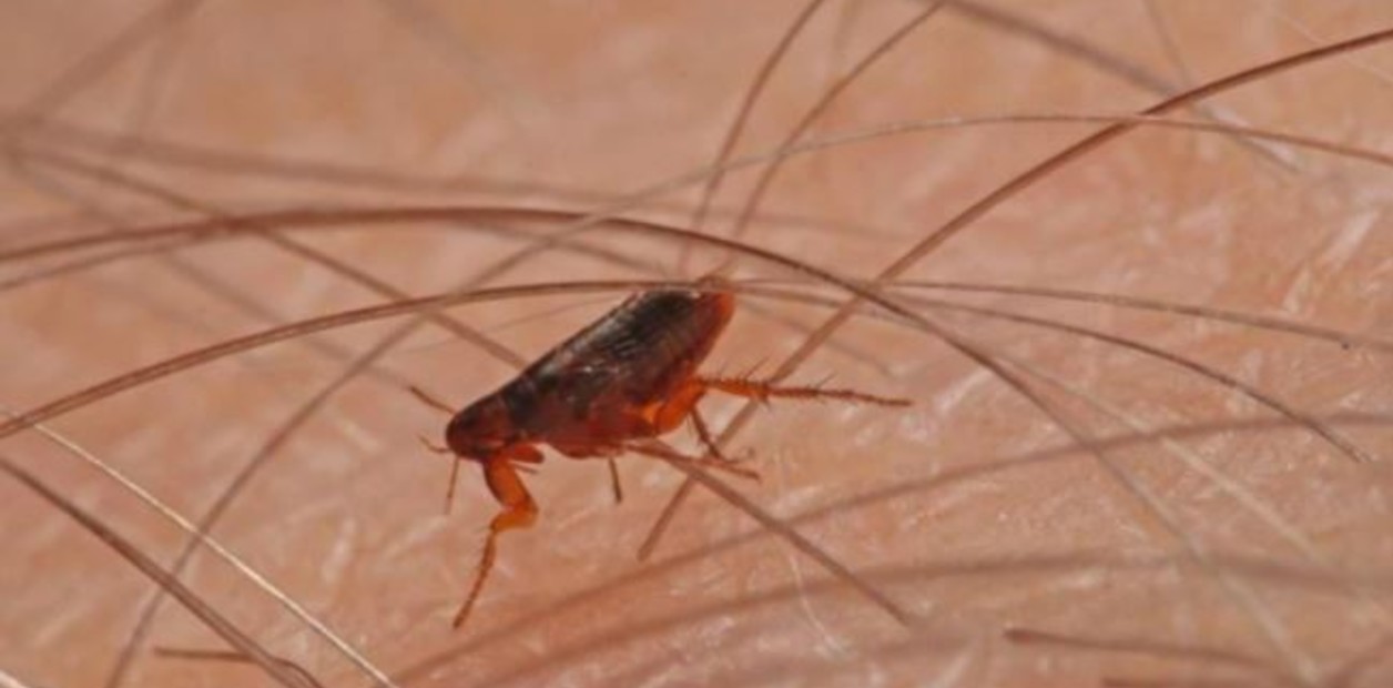 Alerta en California: el tifus transmitido por pulgas alcanza niveles récord y preocupa a las autoridades | FM Avenida