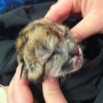 Atropellaron y mataron a una puma embarazada en Neuquén: sobrevivió un cachorro | FM Avenida