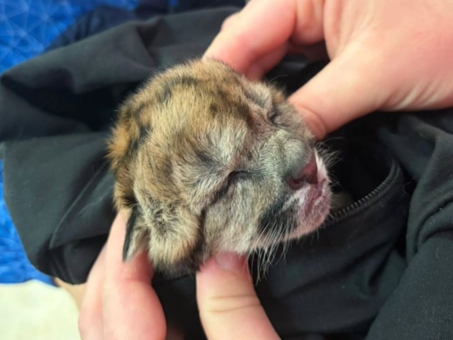 Atropellaron y mataron a una puma embarazada en Neuquén: sobrevivió un cachorro | FM Avenida