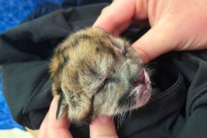 Atropellaron y mataron a una puma embarazada en Neuquén: sobrevivió un cachorro | FM Avenida