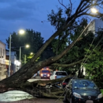 Cayó un árbol de gran porte que cortó el tránsito, dañó un auto y afectó servicios | FM Avenida