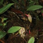 Descubren una "joya botánica" en la Amazonia de Ecuador | FM Avenida