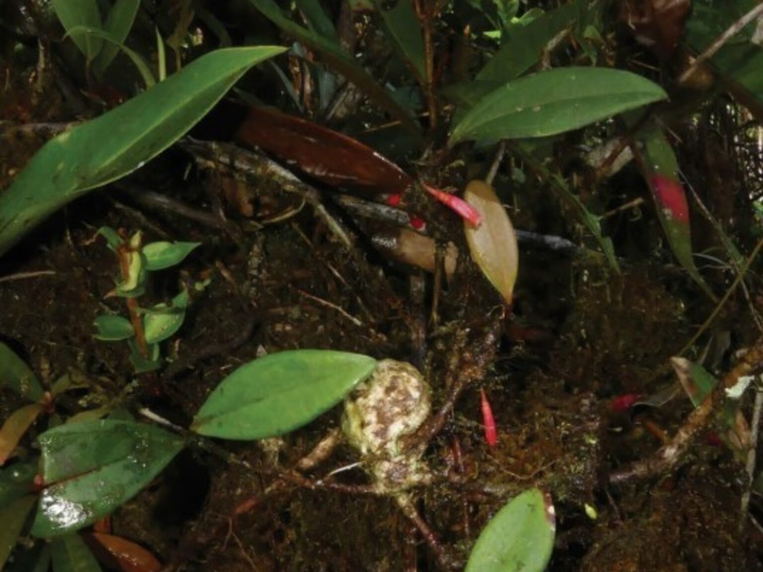 Descubren una "joya botánica" en la Amazonia de Ecuador | FM Avenida