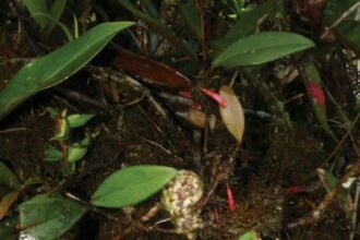 Descubren una "joya botánica" en la Amazonia de Ecuador | FM Avenida
