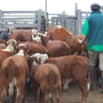 El Registro Ganadero interrumpirá sus servicios digitales este sábado por mantenimiento eléctrico | FM Avenida