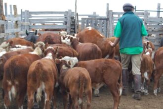 El Registro Ganadero interrumpirá sus servicios digitales este sábado por mantenimiento eléctrico | FM Avenida