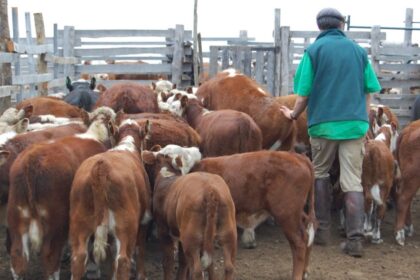 El Registro Ganadero interrumpirá sus servicios digitales este sábado por mantenimiento eléctrico | FM Avenida