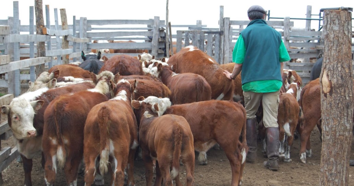 El Registro Ganadero interrumpirá sus servicios digitales este sábado por mantenimiento eléctrico | FM Avenida