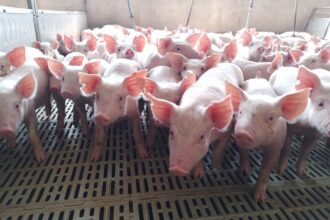 El sector porcino arrancó 2026 con crecimiento, pero preocupa la competitividad | FM Avenida
